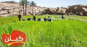 مشخصات برنج مرغوب ایرانی