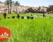 مشخصات برنج مرغوب ایرانی