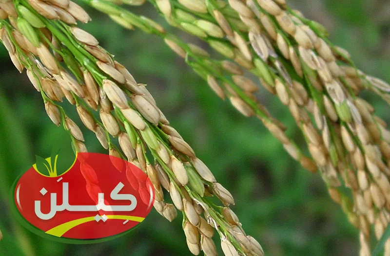 بیشترین برنج دنیا در کدام منطقه کشت می‌شود